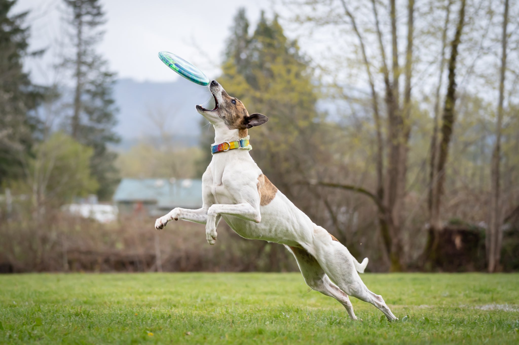 Up dog clearance frisbee